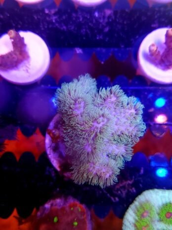 Green Polyp Sinularia Mollis