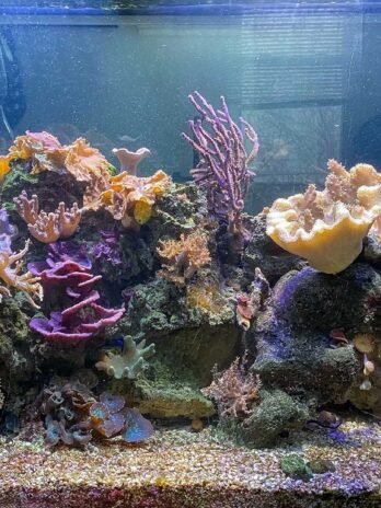 leathers and mushrooms