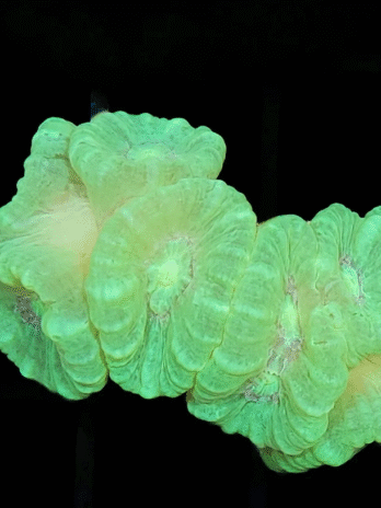 Kryptonite Candy Cane