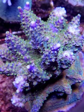 Larry Jackson Purple Tip Acro