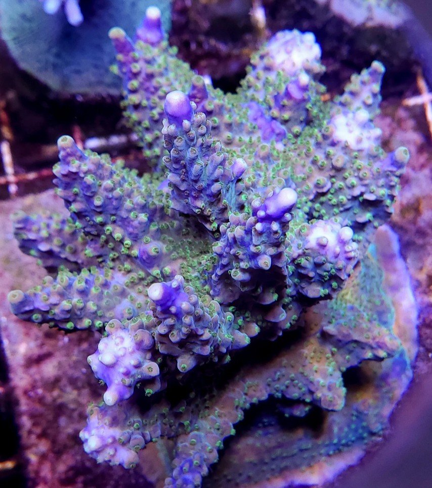 Larry Jackson Purple Tip