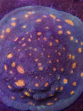 Miami Hurricane Chalice