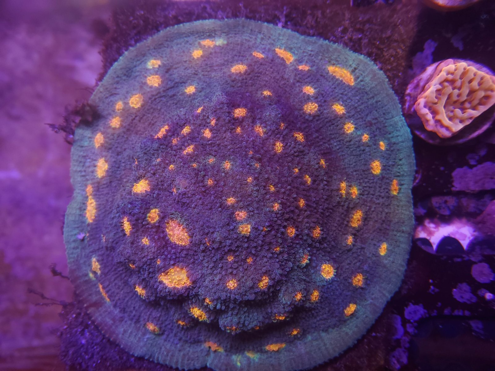 miami hurricane chalice coral