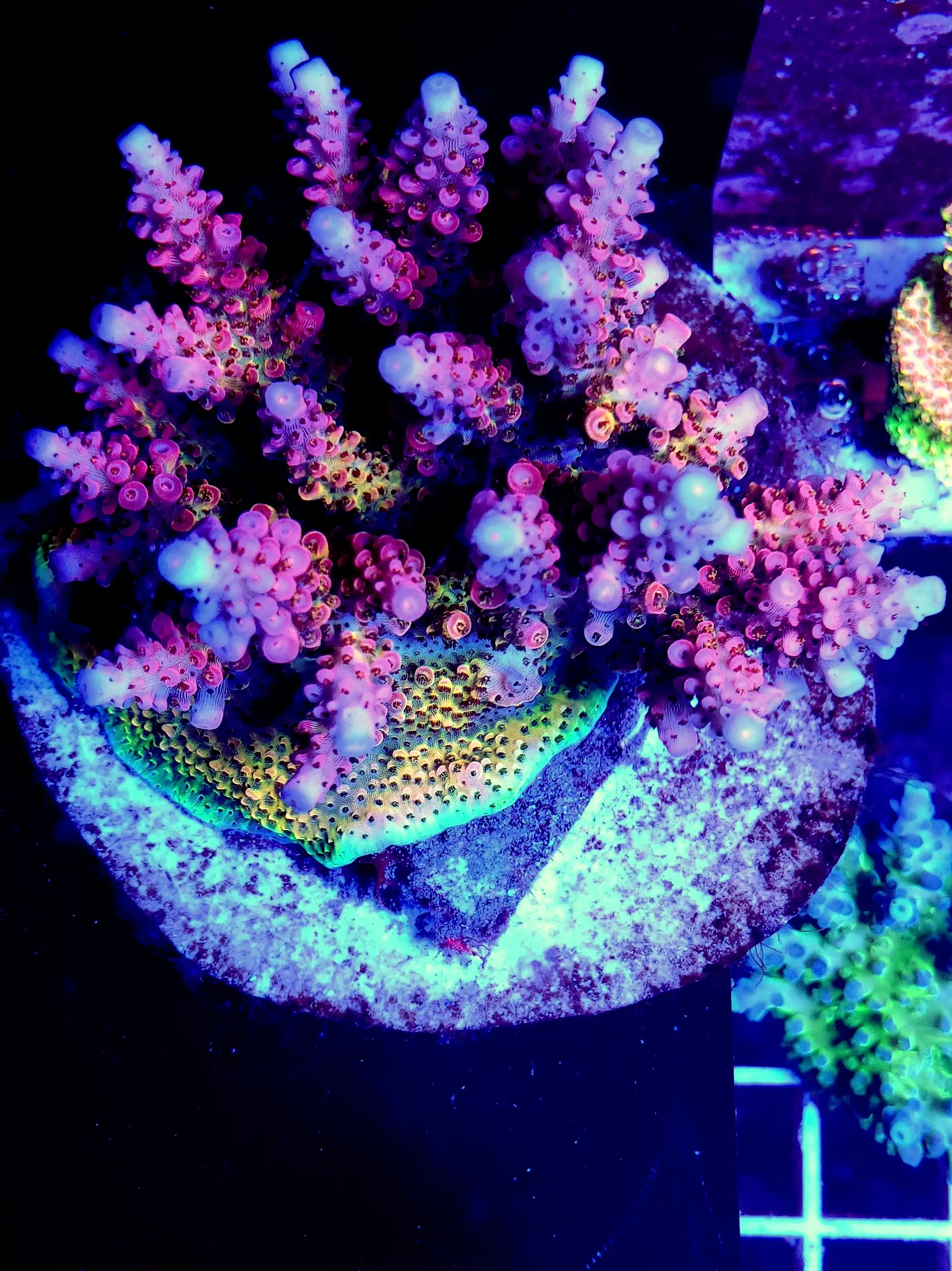 PC Rainbow acropora coral