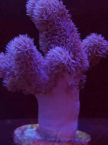 Purple Polyp Sinularia Mollis