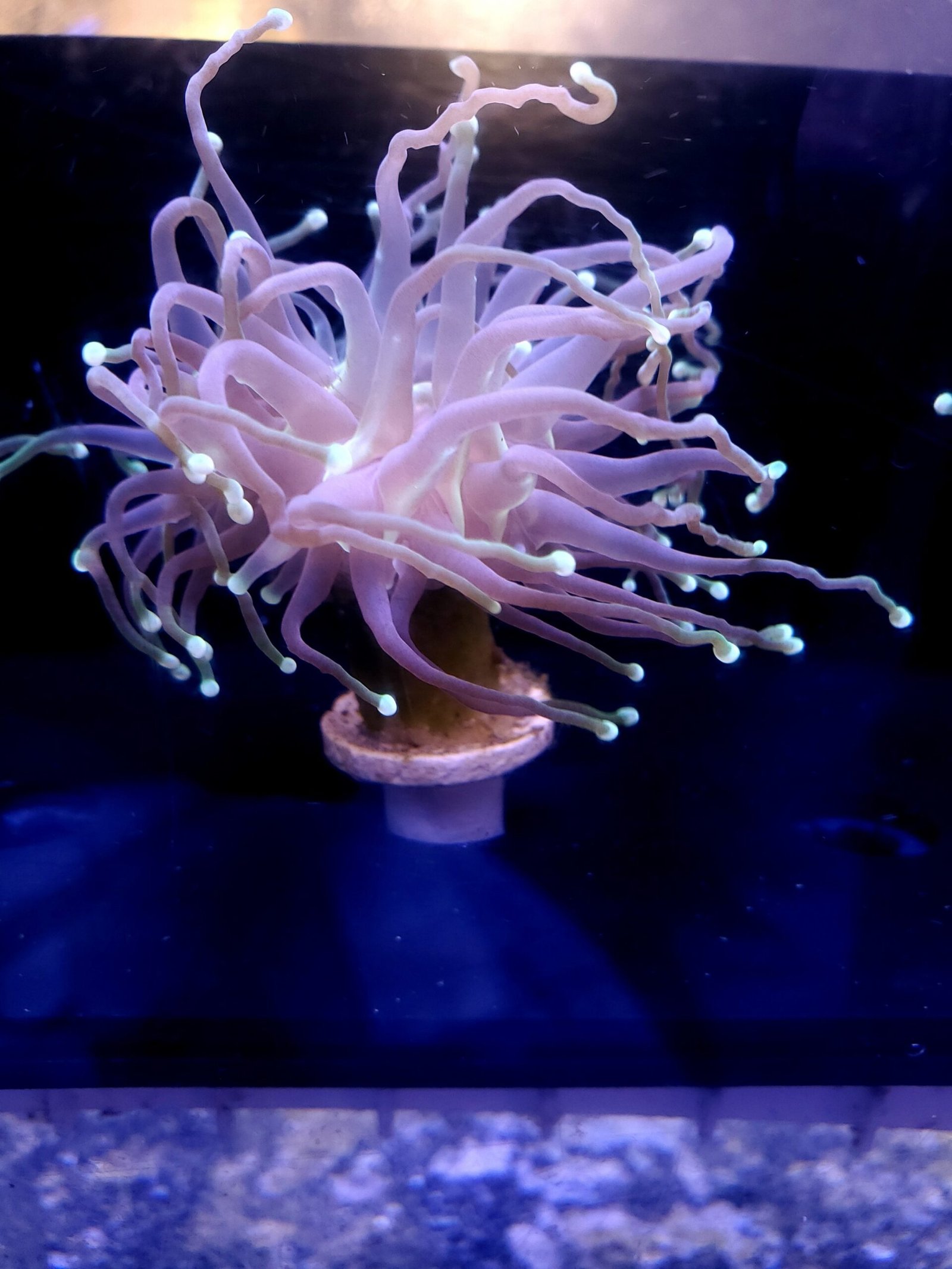 Torch coral lps reef tank coral