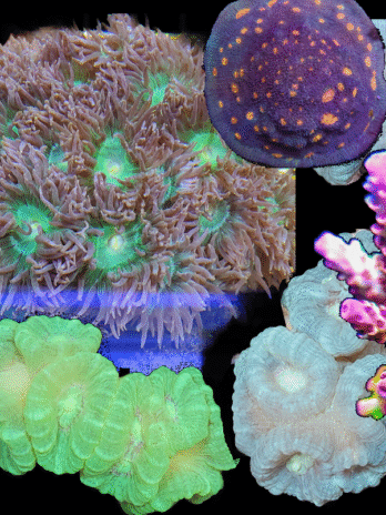 Premier Reefs – Healthy Cheap Coral