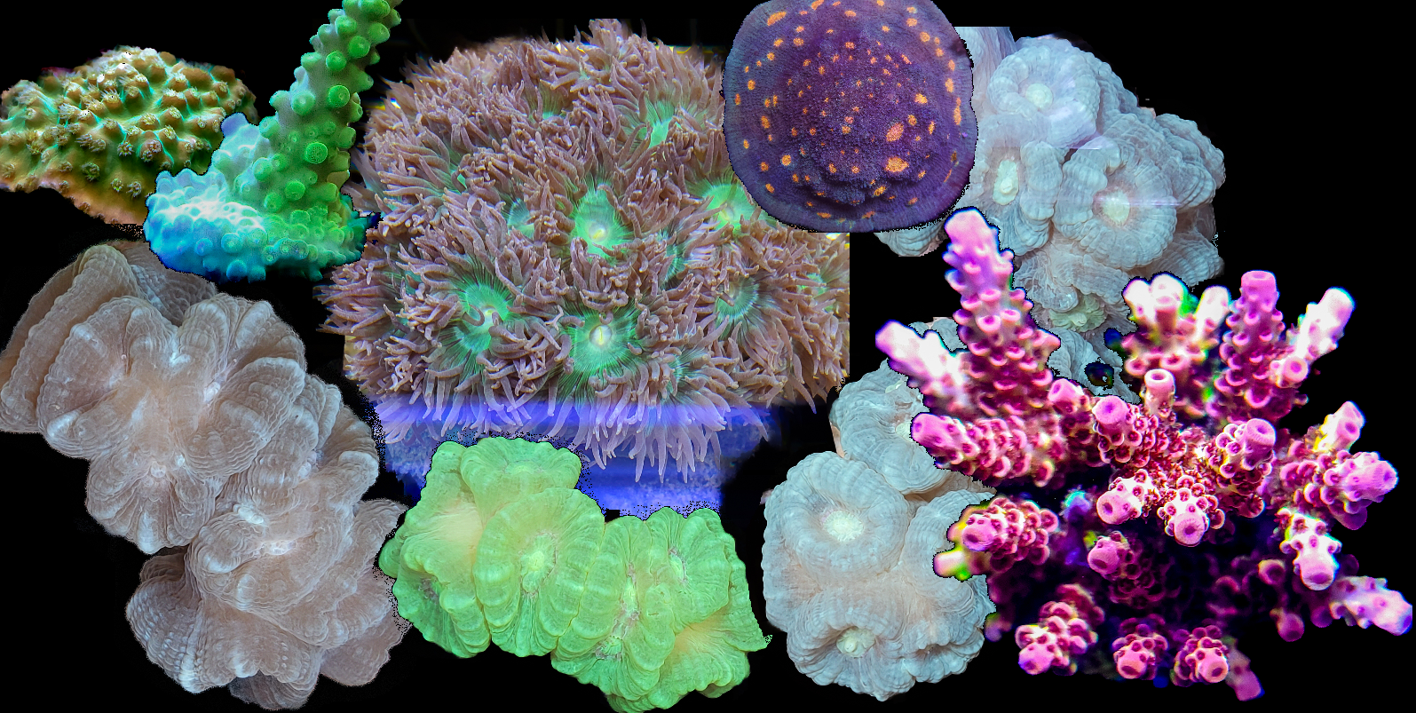 LPS coral