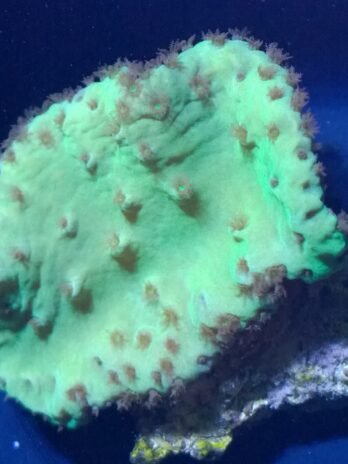 Green Cabbage Leather