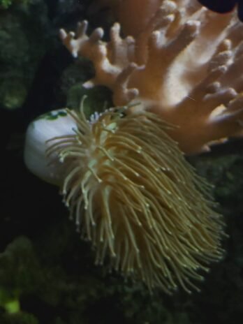 Weeping Willow Toadstool