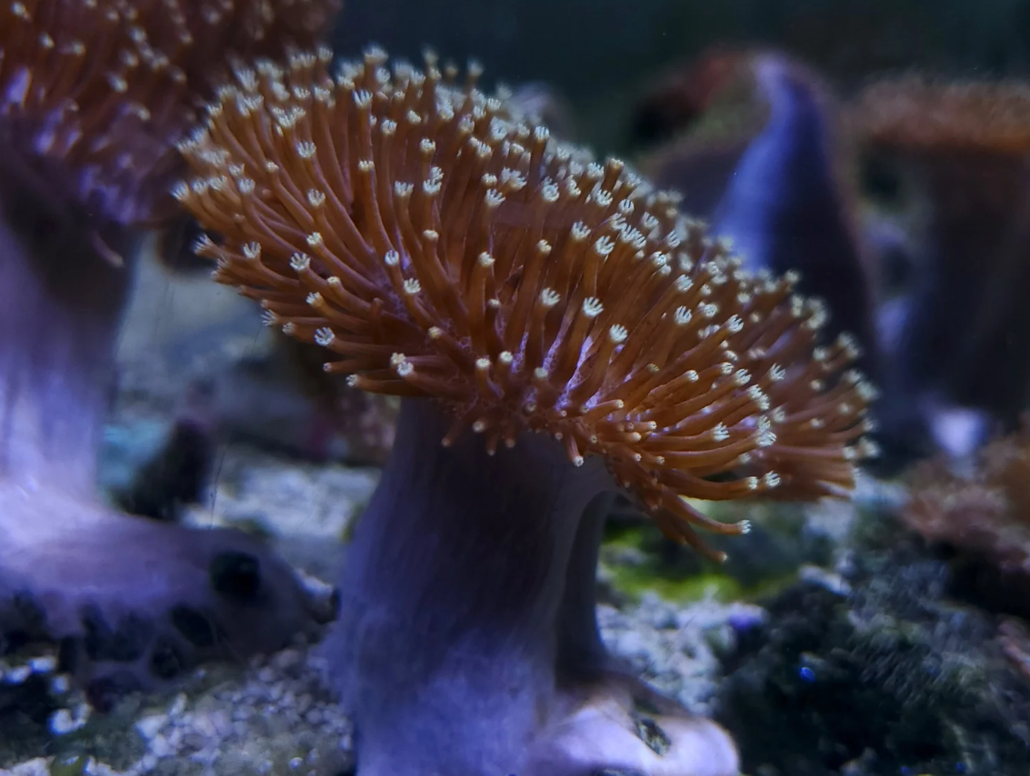 White Tip Toadstool leather coral
