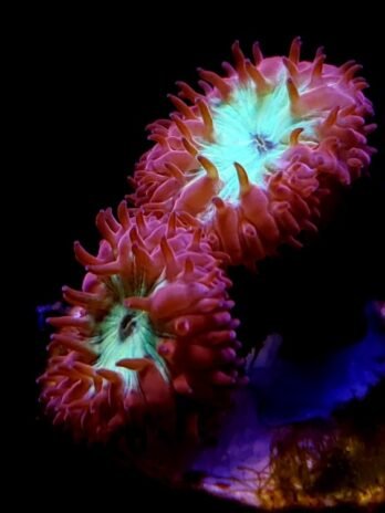 Red and Green Blasto