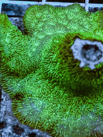 Emerald Green Pavona