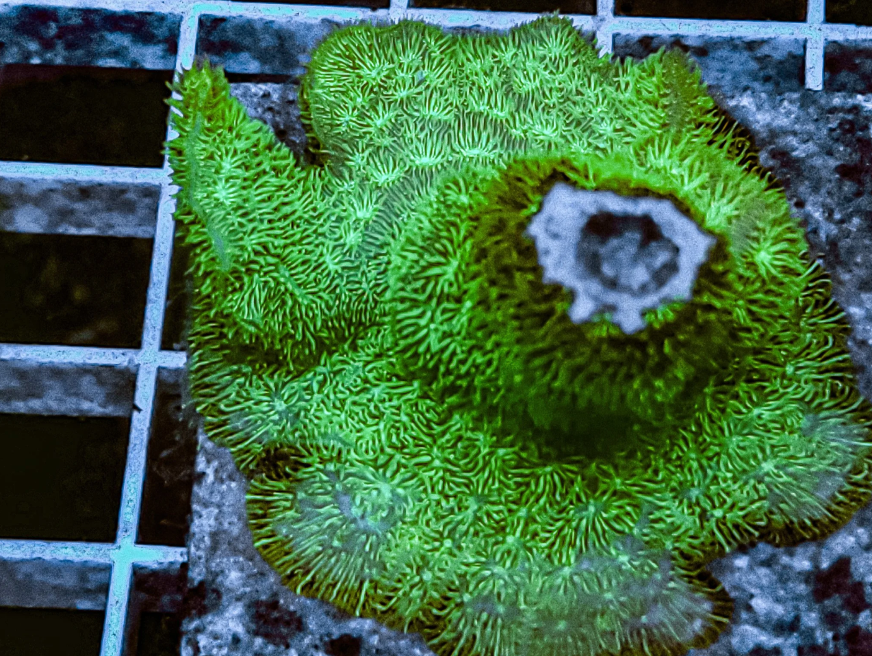 Emerald Green pavona