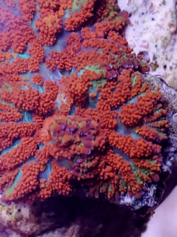 Forest Fire Rhodactis