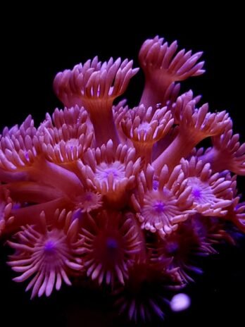Red Branching Goniopora
