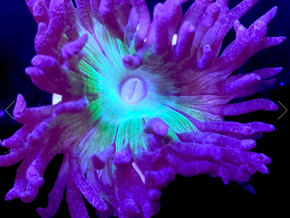 Green center, purple lash duncan