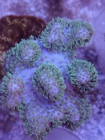 Green Polyp Sinularia Mollis