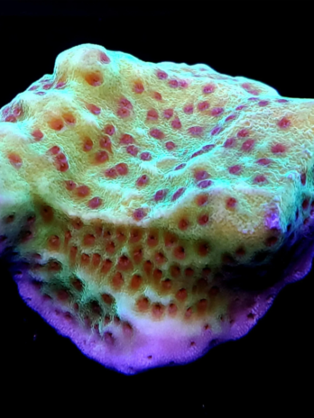 Jedi Mind Trick Montipora