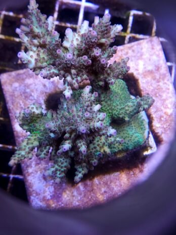 New England Aquarium Acro