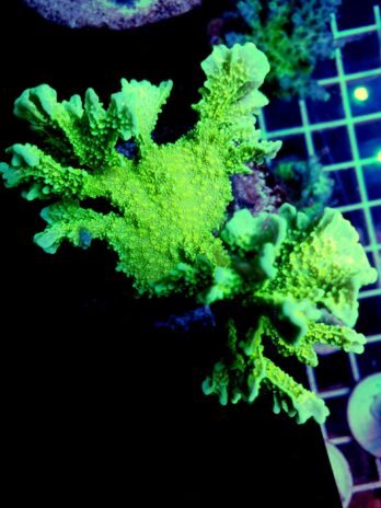Neon Green Elkhorn Montipora