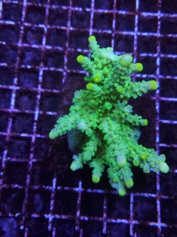 Frogskin Acropora