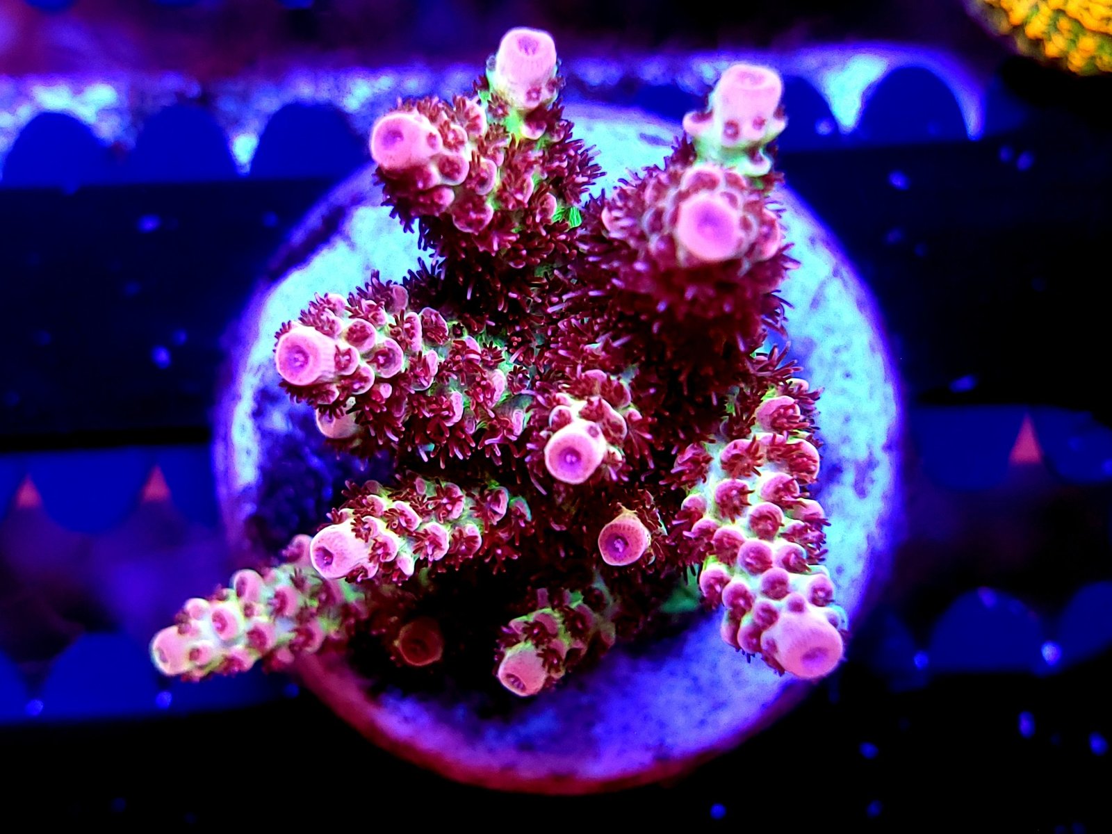 Red Planet acropora