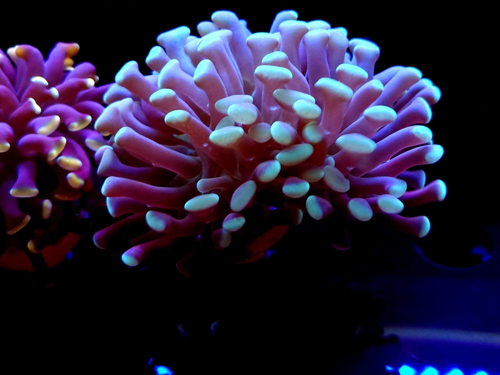 teal-hammer coral frag