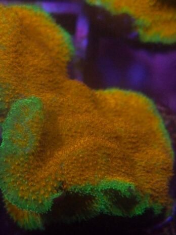 Watermelon Psammocora