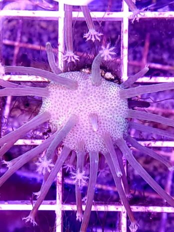 Weeping Willow Toadstool