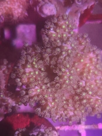 Green polyp Pink Sinularia