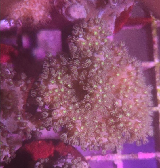 Green polyp, pink sinularia