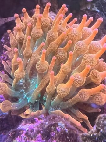 Rose Bubbletip Anemone