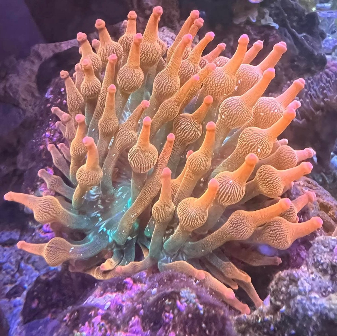 Rose bubbletip anemone