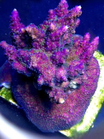 Greg Hiller Purple Tip Acro