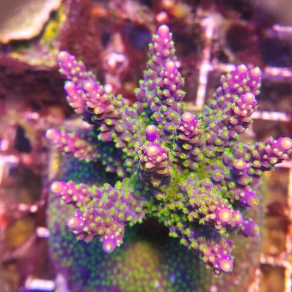 Purple Tip Acropora