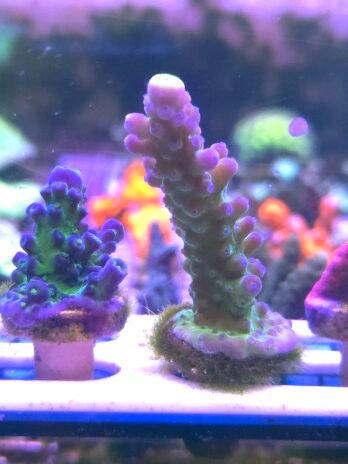 Know What You Get(WYSIWYG)