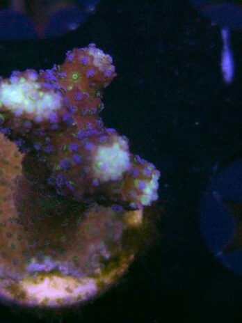 WYSIWYG-Purple Stylo