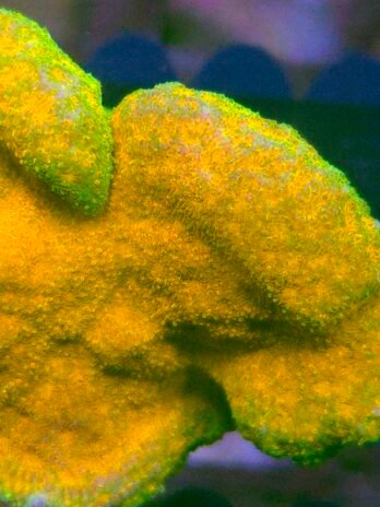 WYSIWYG-watermelon Psammocora