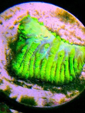 WYSIWYG-Green Lithophython