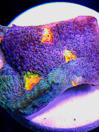 WYSIWYG-Key Lime Mango Chalice