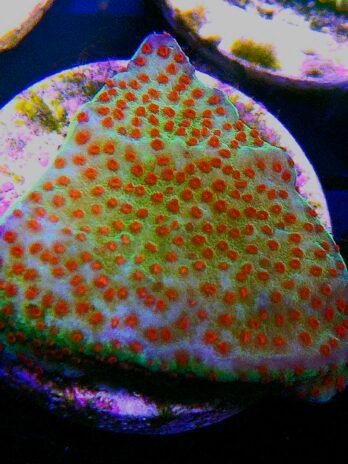 WYSIWYG-Jedi Mind Trick Monti