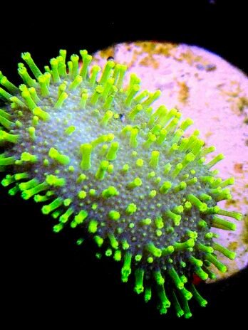 WYSIWYG-Neon Toadstool