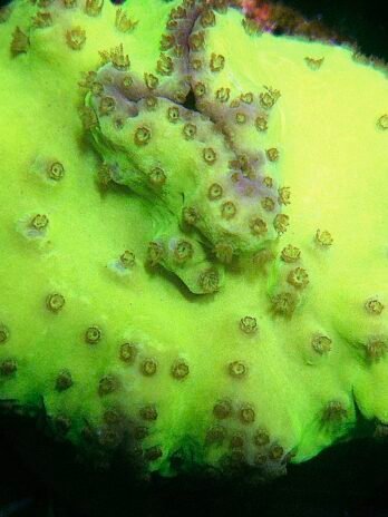 WYSIWYG-Green Cabbage Leather