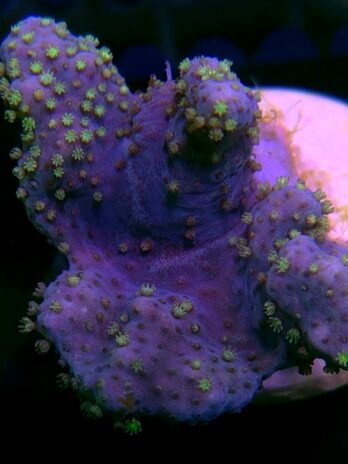 WYSIWYG-Neon Polyp, Pink Sinularia