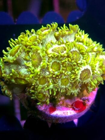 WYSIWYG-Green Goniopora