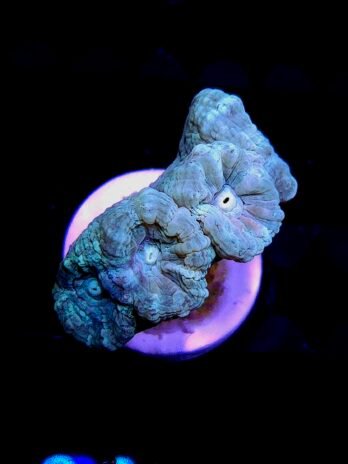 WYSIWYG-Blue Trumpet