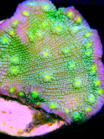 WYSIWYG-Stunner Chalice