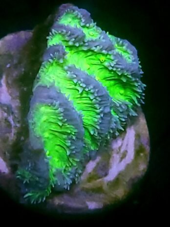 WYSIWYG-Lime Light Hynophora