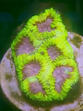 WYSIWYG-Space Monkey Favia